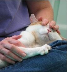 animal reiki cat